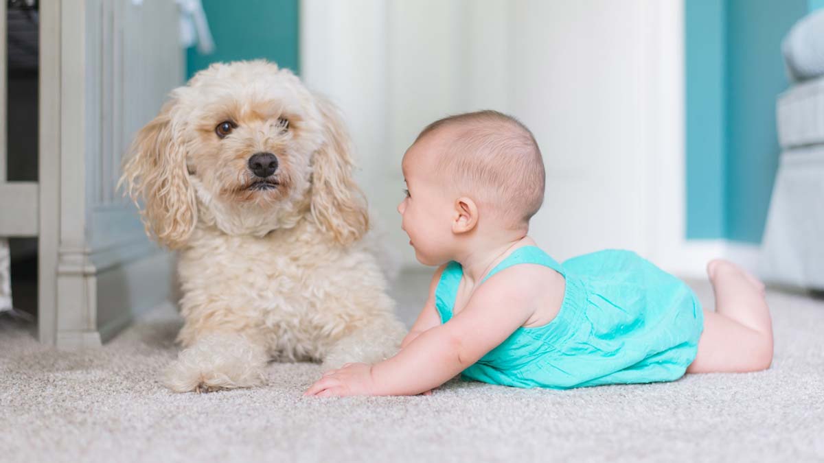 A baby and a dog playing on a carpet